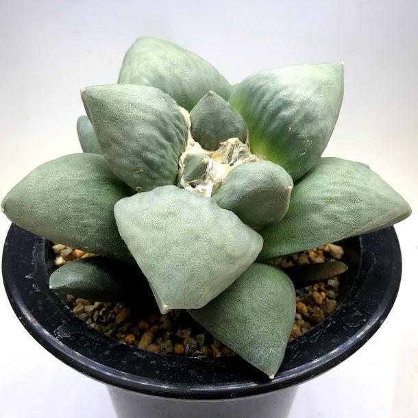 サボテン：アリオカルプス 花牡丹*幅14cm 現品！一品限り : 遊恵盆栽