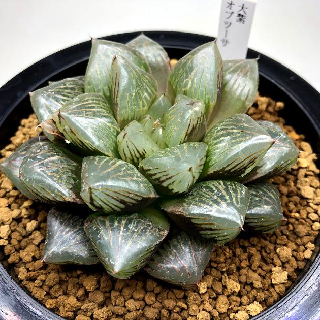 多肉植物：ハオルチア 大紫オブツーサ*幅9cm 現品！一品限り : 遊恵
