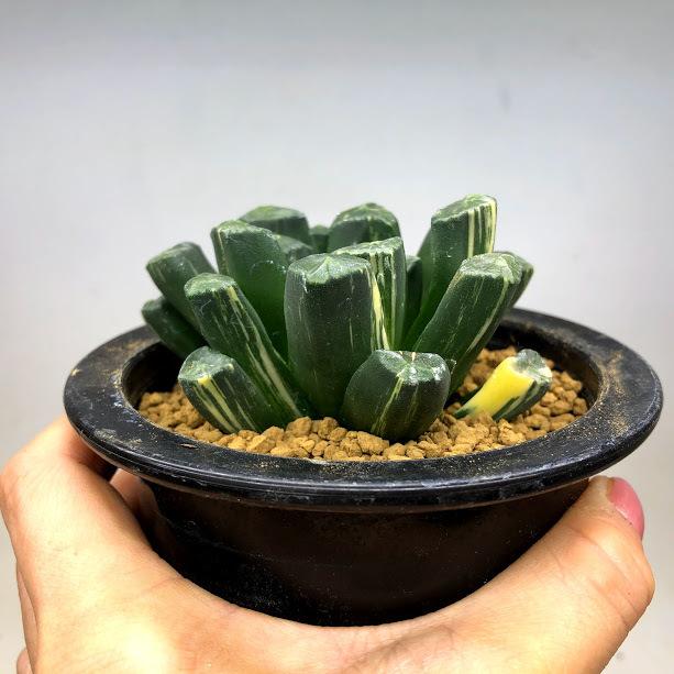 多肉植物：ハオルチア 万象錦*幅7.5cm 現品！一品限り : 遊恵盆栽