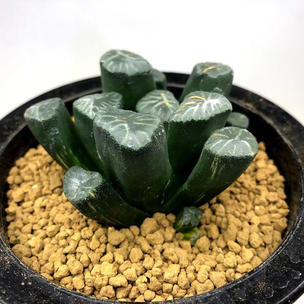 多肉植物：ハオルチア 万象錦*幅6.8cm 現品！一品限り ※斑入りの子株