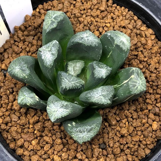 多肉植物：ハオルチア 万象錦 N-29*幅6cm 現品！一品限り : 遊恵盆栽