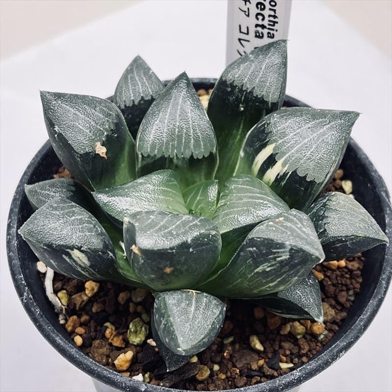 多肉植物：ハオルチア コレクタ錦*幅8cm 現品！一品限り : 遊恵盆栽