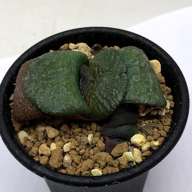 多肉植物：ガステリア 臥牛*幅5.5cm 現品！一品限り : 遊恵盆栽