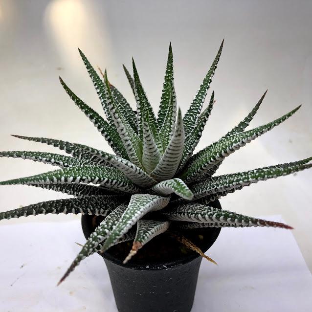 多肉植物：ハオルチア 十二の巻 ワイドバンド*幅12cm : 遊恵盆栽