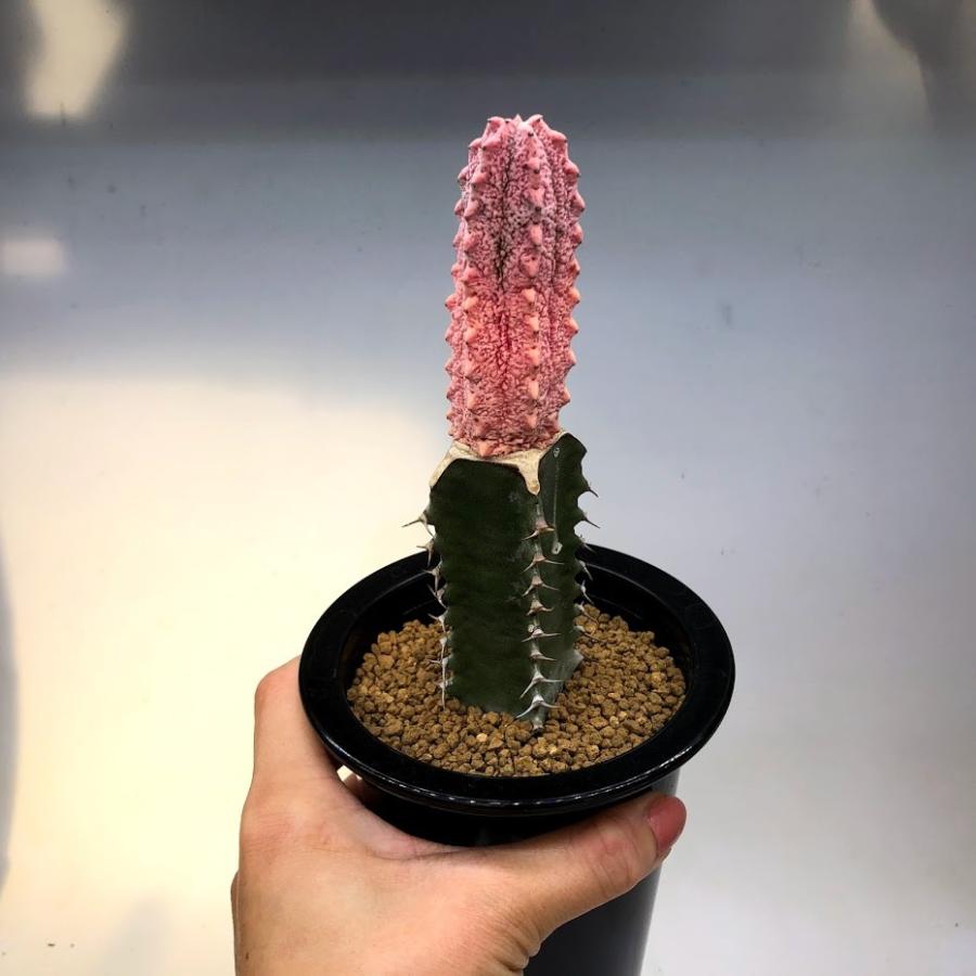 多肉植物：ユーフォルビア アブデルクリ錦 'ダマスク' ツギ*幅3cm