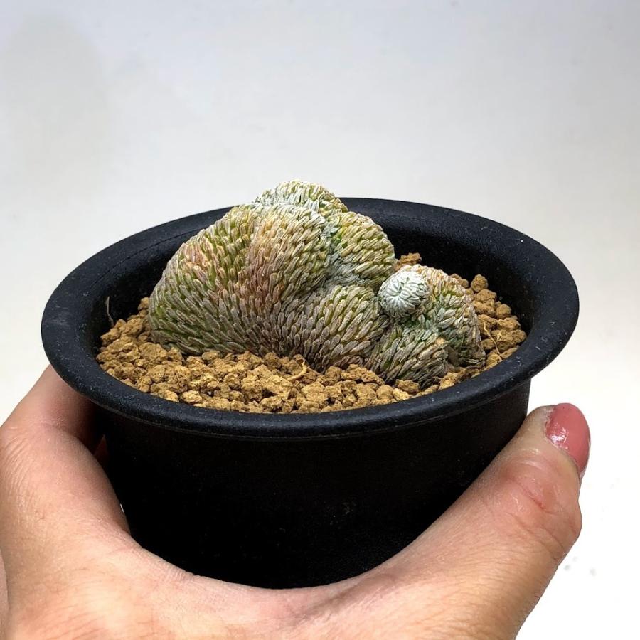 サボテン：ペレキフォラ 精巧丸 綴化 自根*幅6cm 現品！一品限り