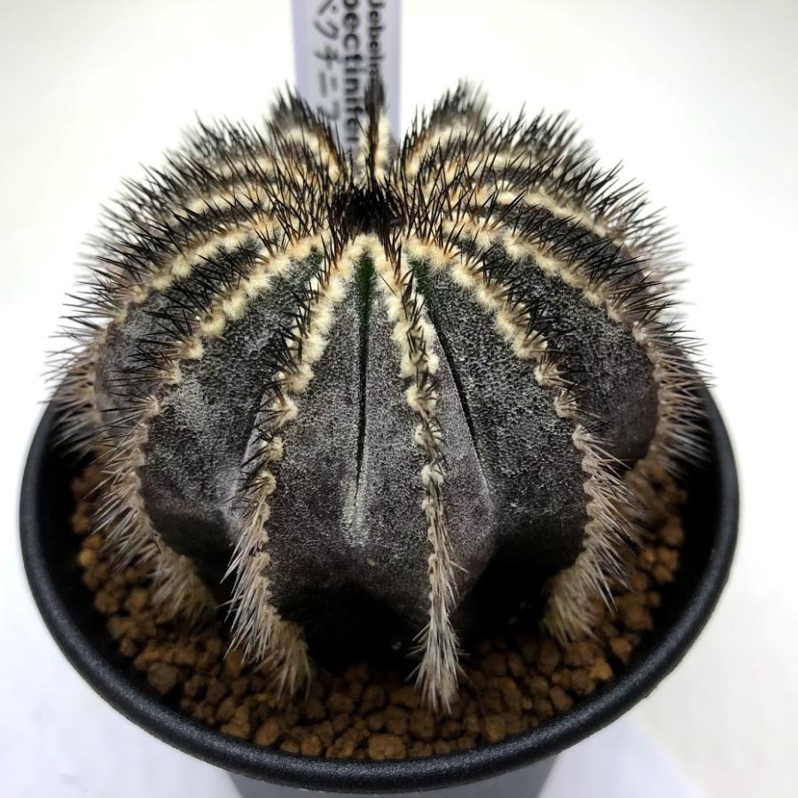 サボテン：ユーベルマニア ペクチニフェラ ツギ*幅7cm : 遊恵盆栽