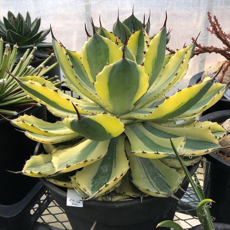 多肉植物：アガベ 吉祥冠錦 スーパークラウン*幅28cm 現品！一品限り