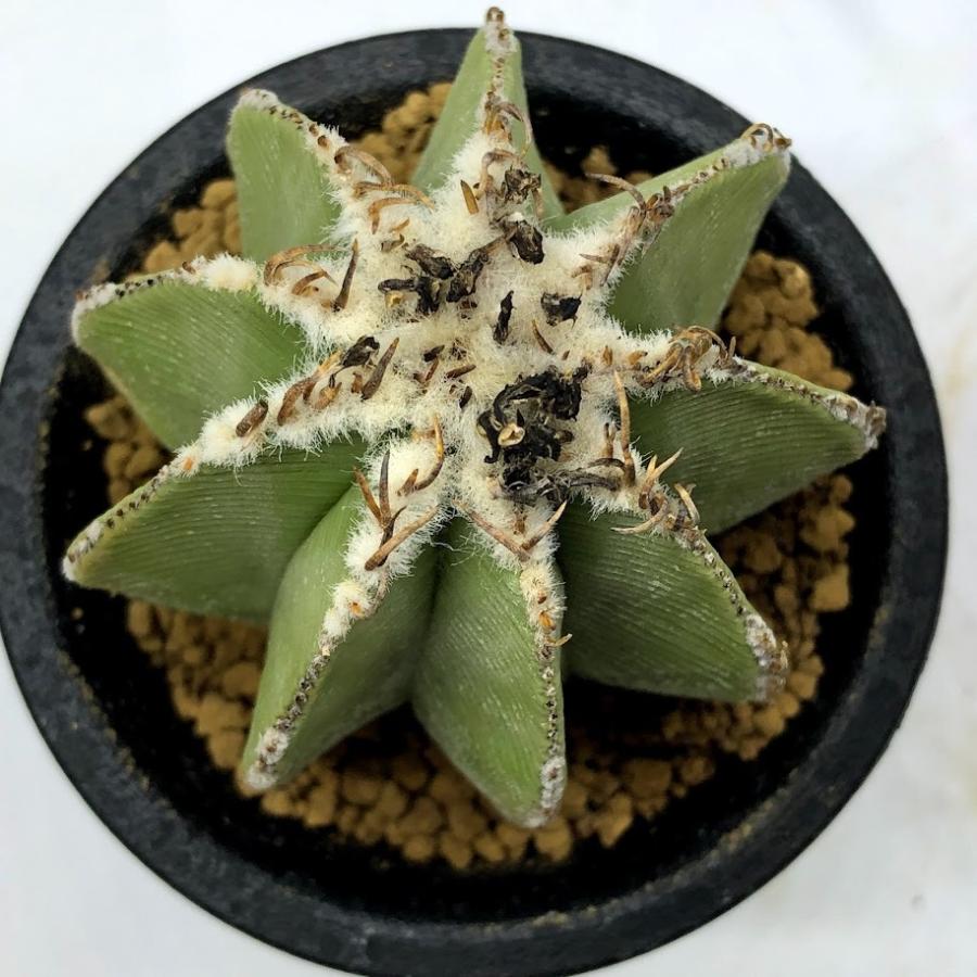 サボテン：アズテキウム ヒントニー 自根*幅6cm 現品 一品限り