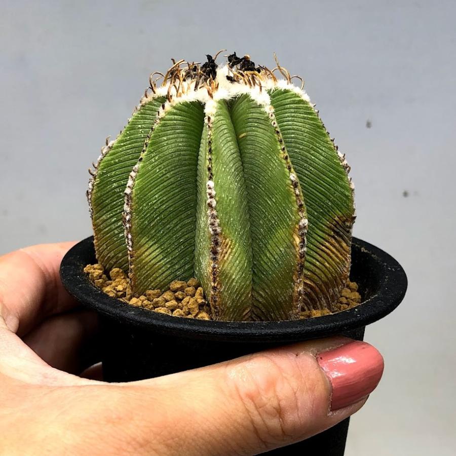 サボテン：アズテキウム ヒントニー 自根*幅6cm 現品 一品限り