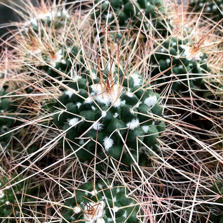 サボテン：マミラリア 白竜丸 群生*幅50cm 現品！一品限り : 遊恵