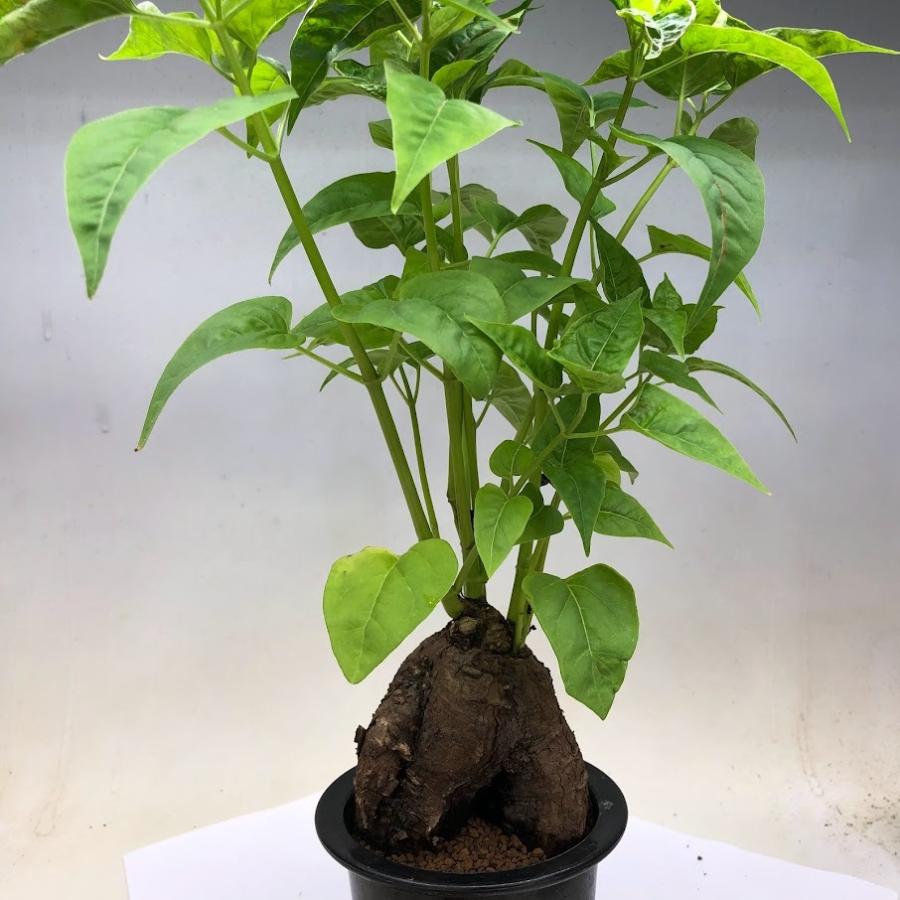 コーデックス：ミラビリス ジャラパ*塊根幅8cm 現品！一品限り