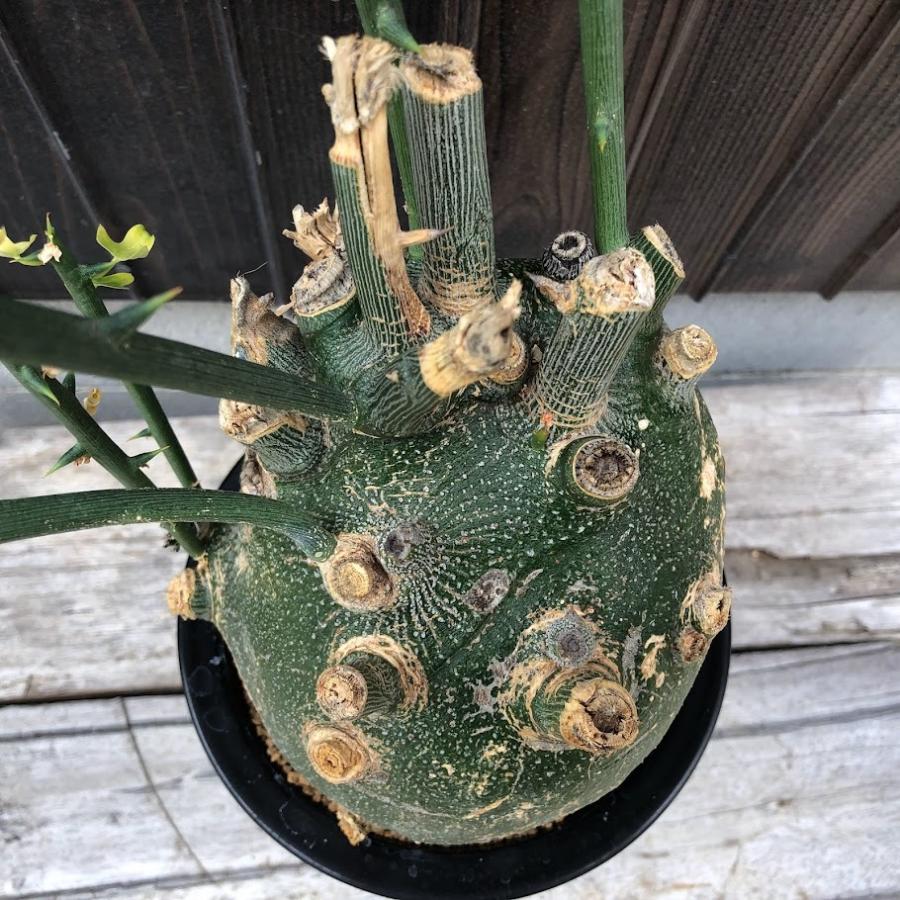 コーデックス：アデニア プセウドグロボーサ*塊根幅14cm 現品！一品