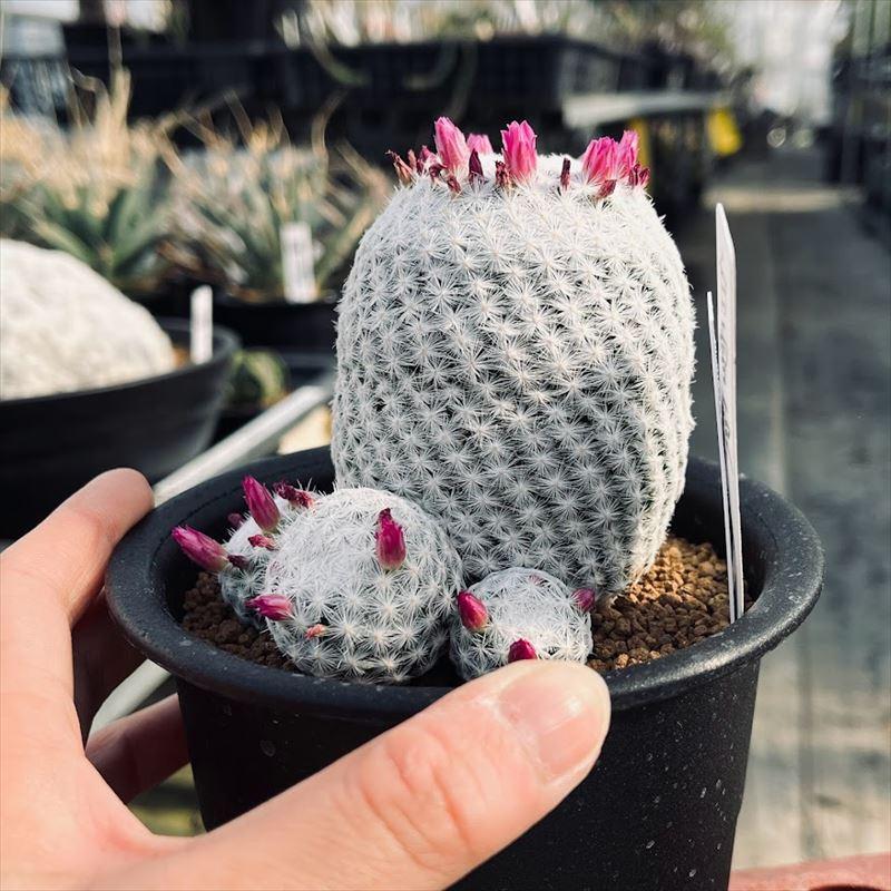 サボテン：マミラリア 白雪姫*幅10cm 現品！一品限り : 遊恵盆栽