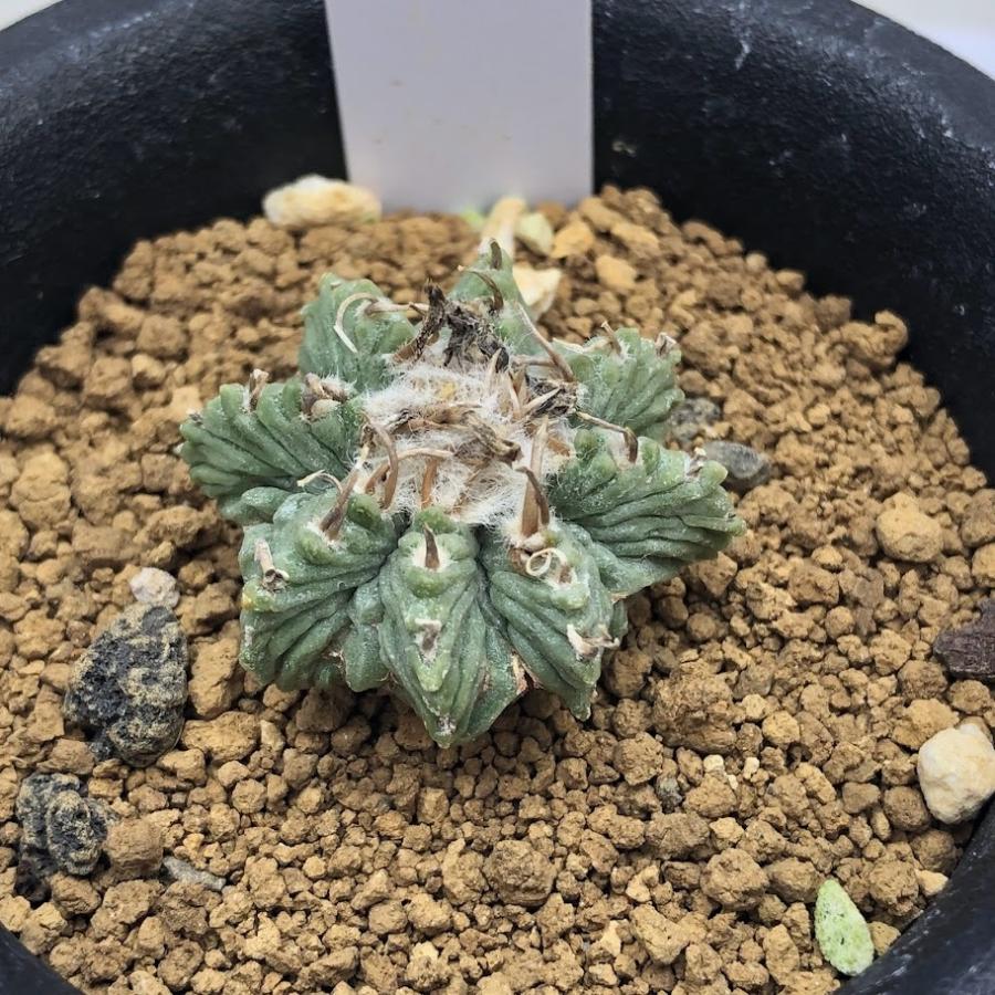 サボテン：アズテキウム 花籠（はなかご）実生*幅3cm 現品 一品限り