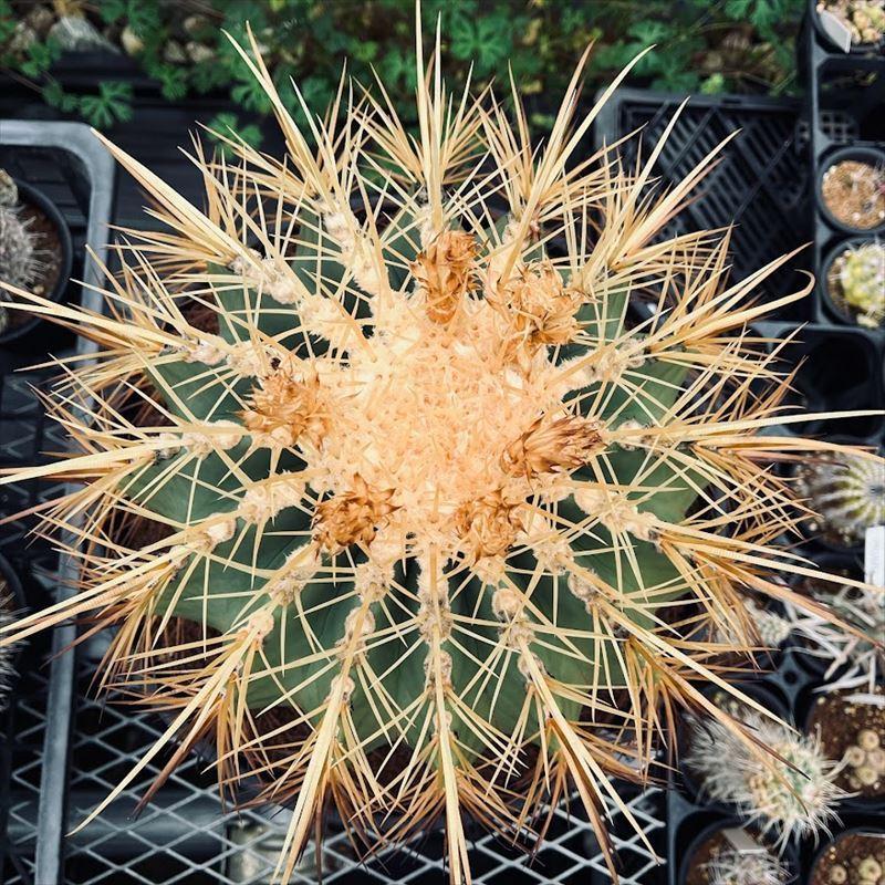 サボテン：フェロカクタス ポトシ × エキノカクタス 金鯱*幅25cm