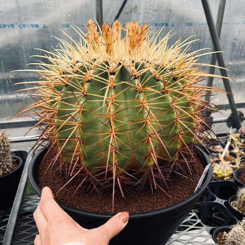 サボテン：フェロカクタス ポトシ × エキノカクタス 金鯱*幅25cm