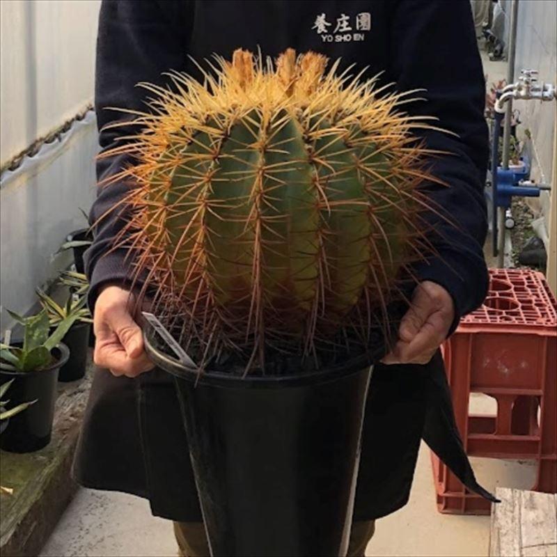 サボテン：フェロカクタス ポトシ × エキノカクタス 金鯱*幅25cm