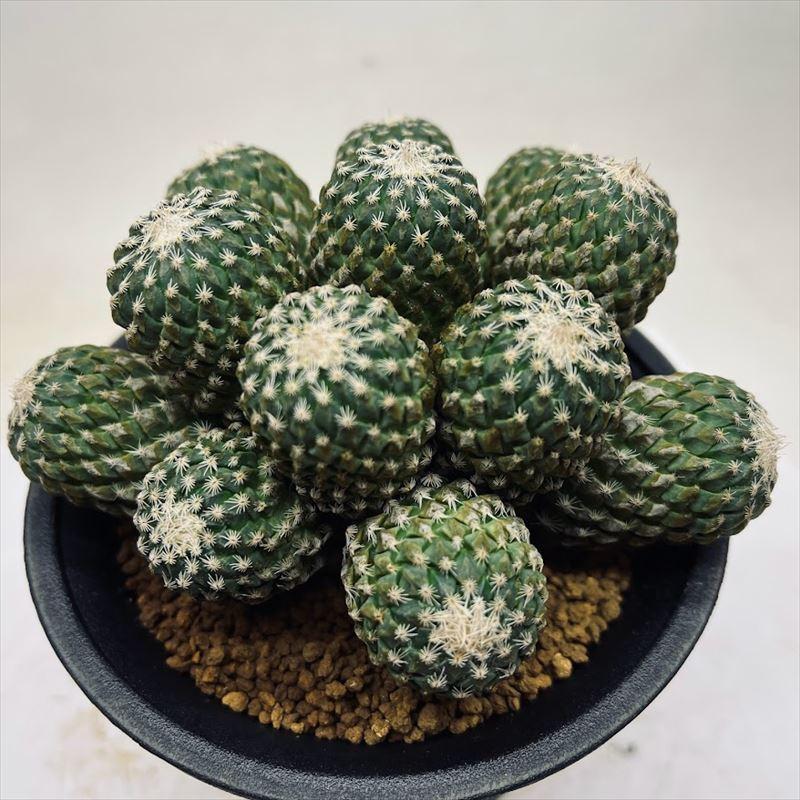 サボテン：ペレキフォラ 銀牡丹群生 自根*幅12cm 現品 一品限り