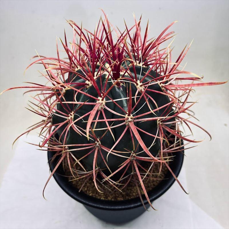 サボテン：フェロカクタス 神仙玉*幅12cm 現品！一品限り : 遊恵盆栽
