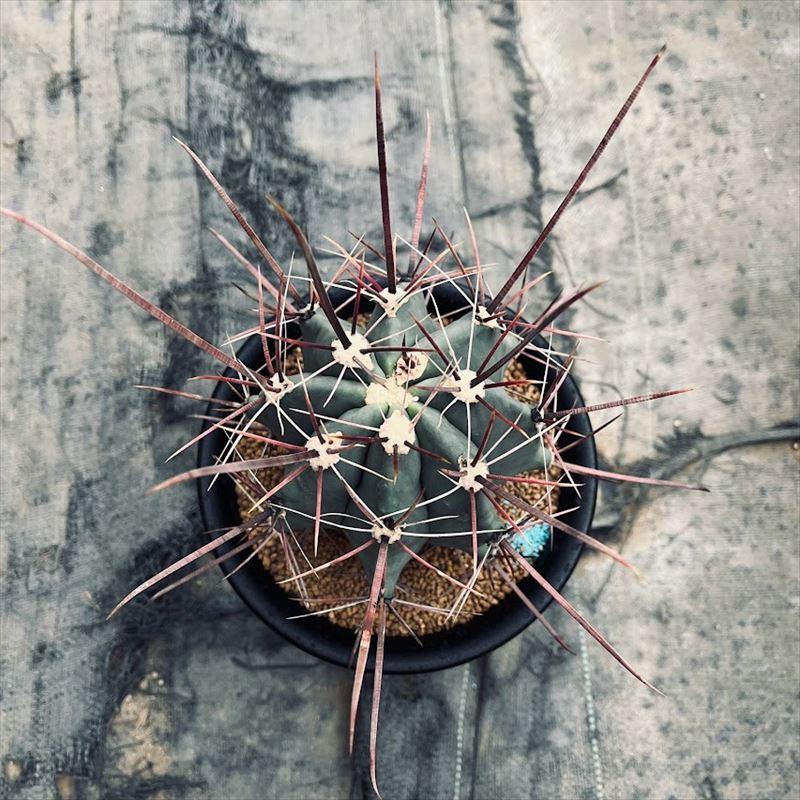 サボテン：フェロカクタス 偉冠玉*幅10cm 現品！一品限り : 遊恵盆栽