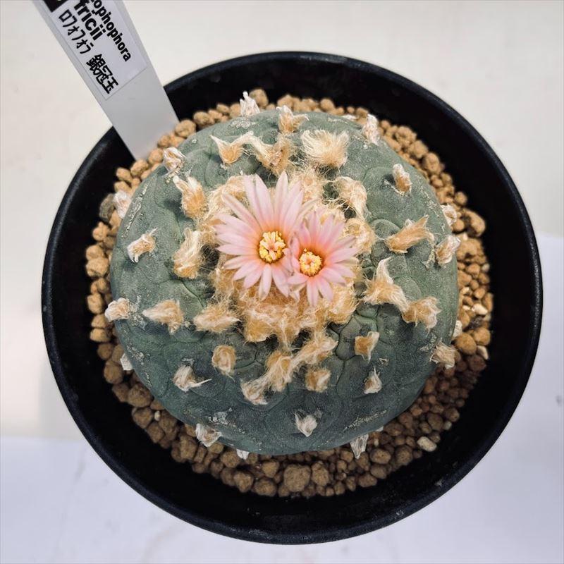 サボテン：ロフォフォラ 銀冠玉*幅8cm 現品！一品限り ※汚れあり