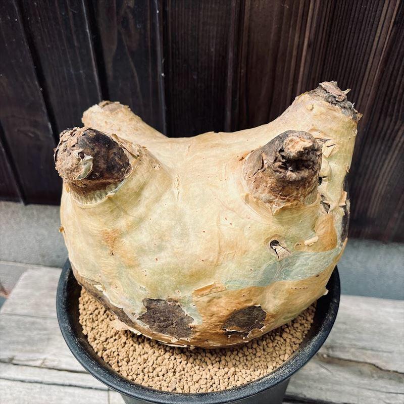 コーデックス：キフォステンマ ウター マクロプス*幅20cm 現品！一品