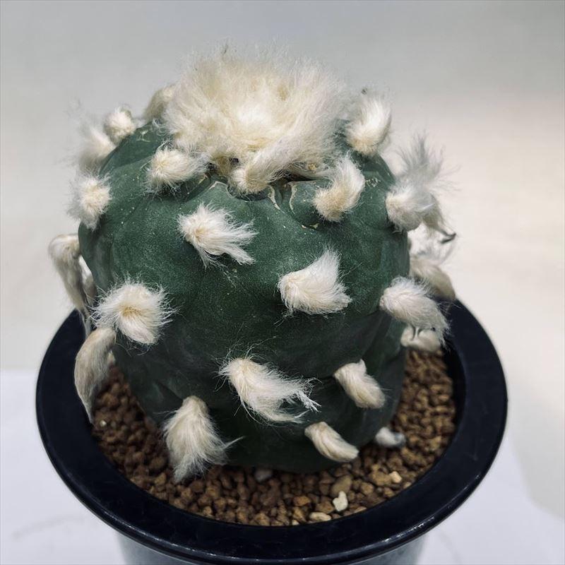 サボテン：ロフォフォラ ディフューサ 翠冠玉 自根 L*幅6.5cm ※肌に