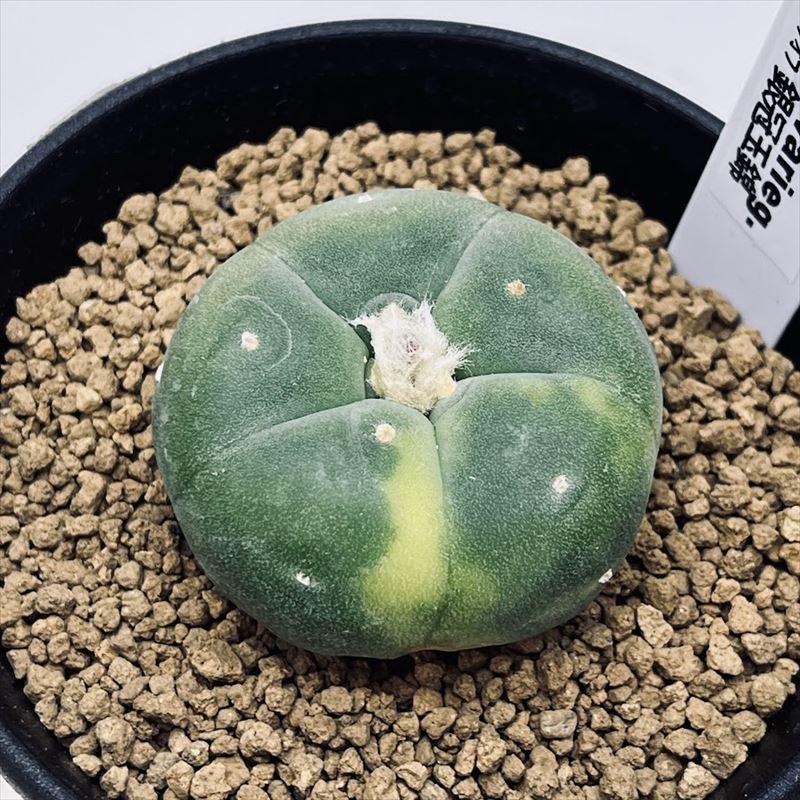 サボテン：ロフォフォラ 銀冠玉錦*幅4cm 現品！一品限り ※傷あり