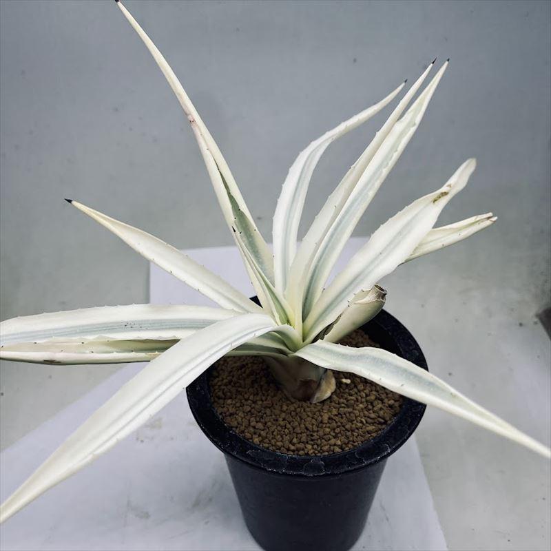多肉植物：アガベ ミルキーホワイト*幅35cm 現品！一品限り : 遊恵