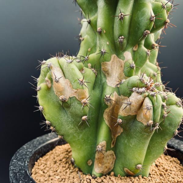 サボテン：セレウス 岩石獅子*幅14cm 現品！一品限り : 遊恵盆栽