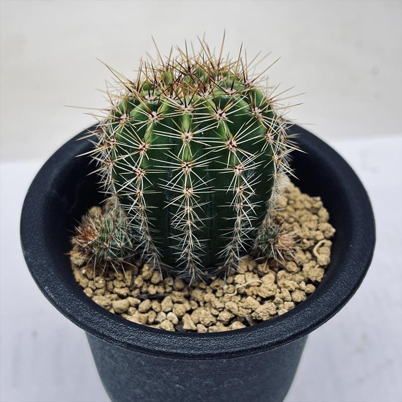 花サボテン：エキノプシス交配種 グラデーション咲き*幅4cm : 遊恵