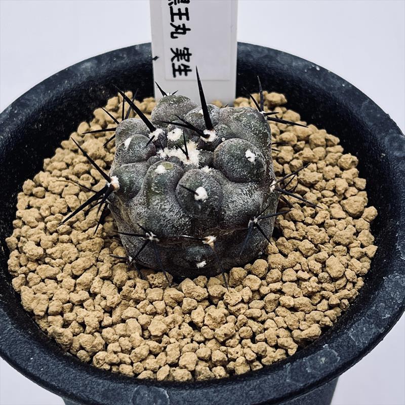 サボテン：コピアポア 黒王丸 実生*幅3cm 現品！一品限り : 遊恵盆栽