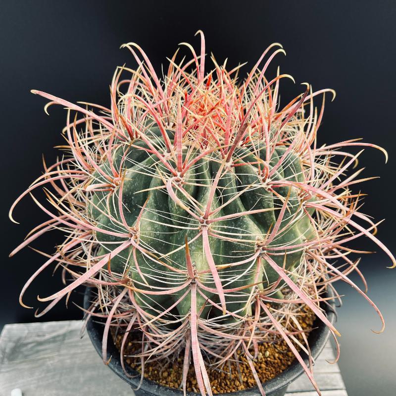 サボテン：フェロカクタス 鯱頭*幅18cm 現品！一品限り : 遊恵盆栽