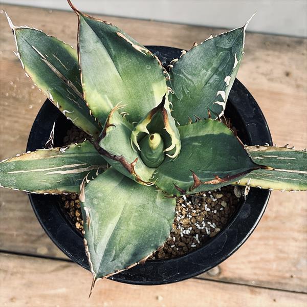 多肉植物：アガベ チタノタ錦 黄覆輪*幅14cm 現品！一品限り : 遊恵