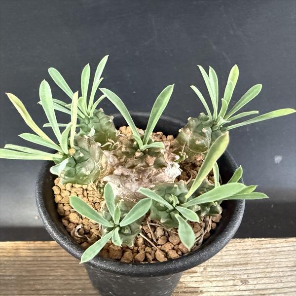 多肉植物：ユーフォルビア 峨眉山（がびざん）*L 幅6cm : 遊恵盆栽
