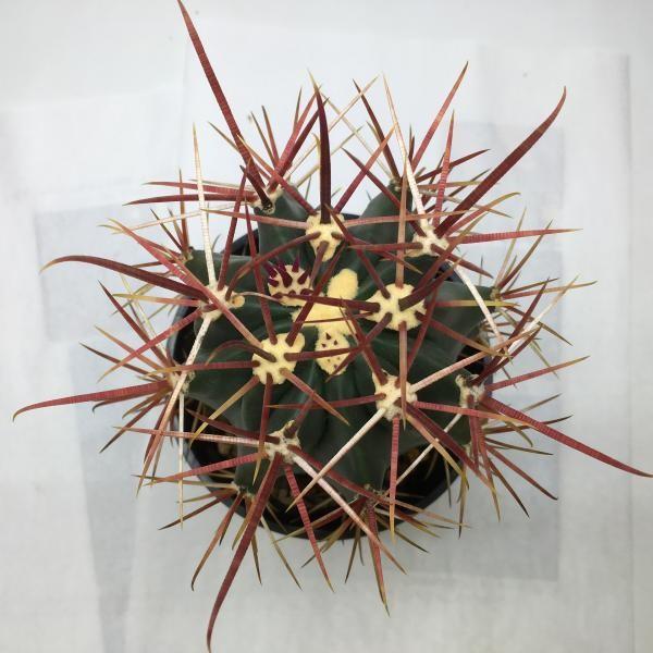 サボテン：フェロカクタス 赤刺金冠偉冠玉×西澤神仙玉*7cm 現品 一品