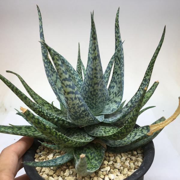 多肉植物：アロエ ブルーモザイク*幅21cm 現品！一品限り : 遊恵盆栽