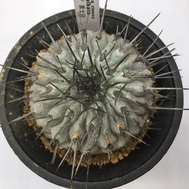 サボテン：コピアポア 黒士冠*幅6.8cm 現品 一品限り : 遊恵盆栽