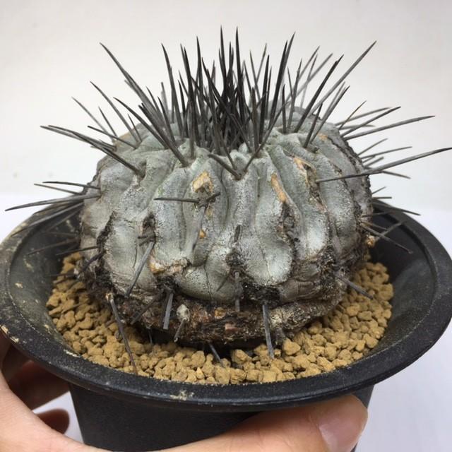 サボテン：コピアポア 黒士冠*幅6.8cm 現品 一品限り : 遊恵盆栽