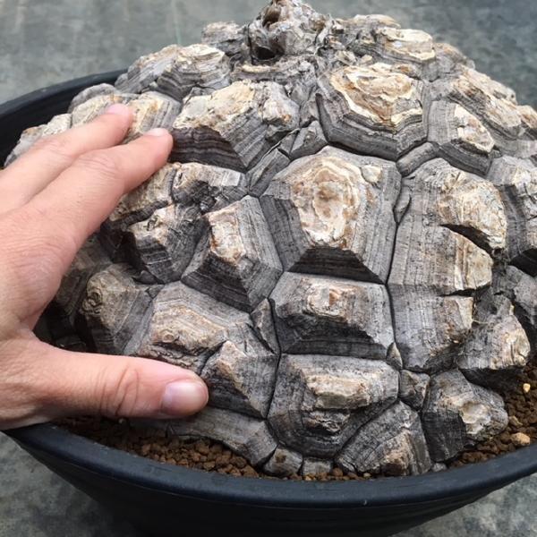 コーデックス：メキシコ亀甲竜 ディオスコレア マクロスタチア*塊幅