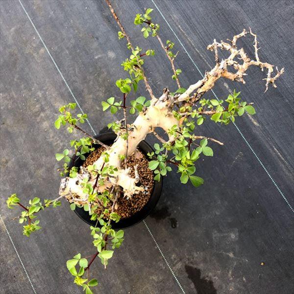 コーデックス：コミフォラ カタフ ターカネンシス*幅43cm 現品！一品