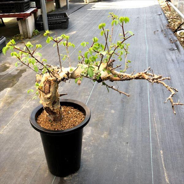 コーデックス：コミフォラ カタフ ターカネンシス*幅43cm 現品！一品