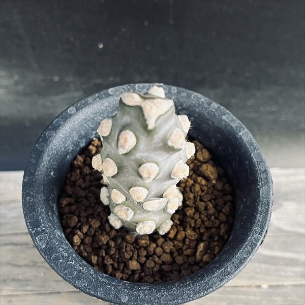 サボテン：テフロカクタス モリネンシス 妖鬼殿 S*全幅3cm : 遊恵