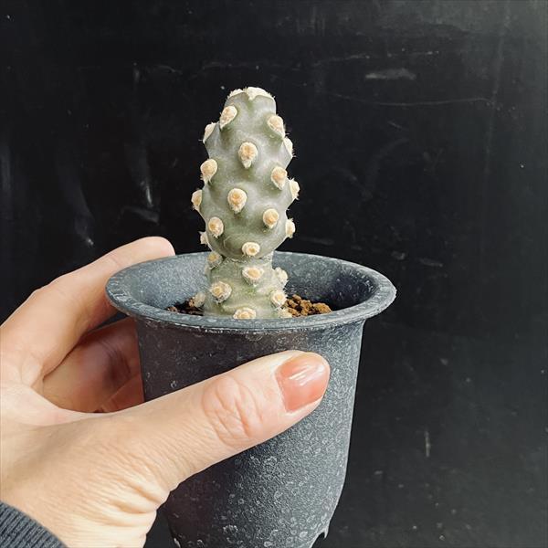 サボテン：テフロカクタス モリネンシス 妖鬼殿 S*全幅3cm : 遊恵