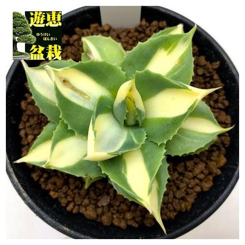 多肉植物：アガベ 王妃雷神 黄中斑*幅7.5cm 現品！一品限り ※葉に