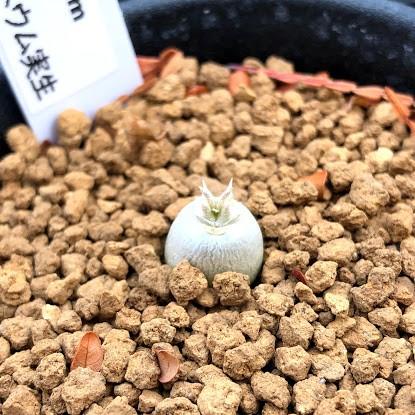 コーデックス：パキポディウム エブレネウム 実生 S*塊根幅1cm