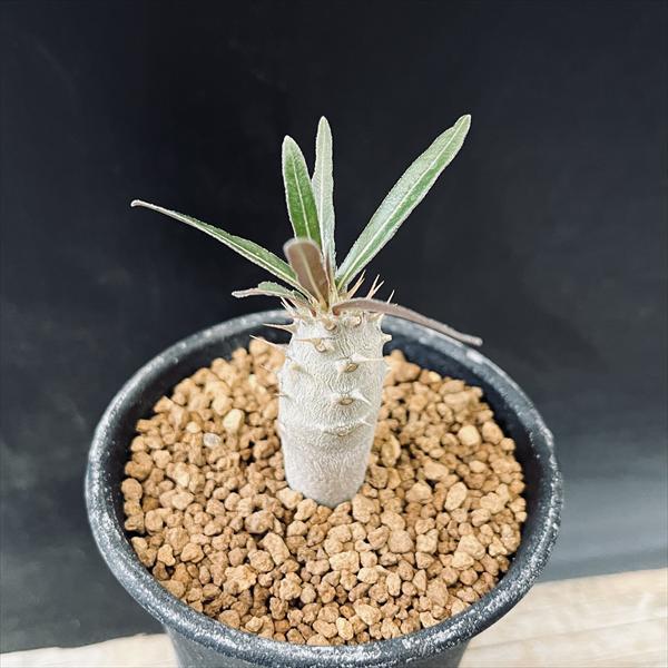 コーデックス：パキポディウム グラキリス 実生*L 塊根幅1.5cm