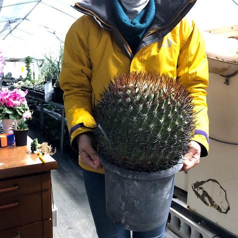 サボテン：エリオシケ 極光丸 ツギ*幅22cm 現品 一品限り : 遊恵盆栽