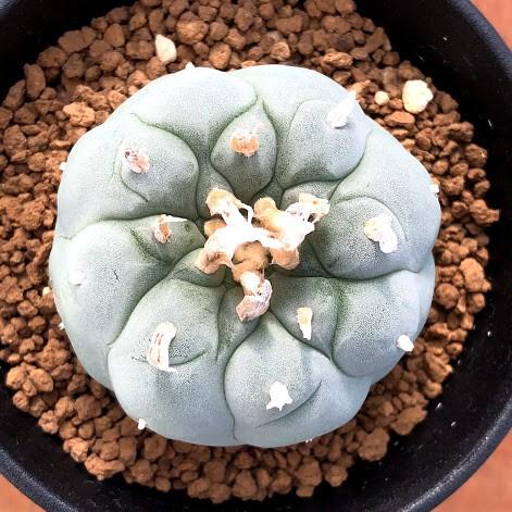 サボテン：ロフォフォラ 谷田貝氏 疣銀冠玉*幅5.2cm 現品 一品限り